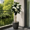 DRZEWKO LILII W DONICZCE 110CM